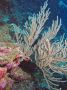 AmbergrisCaye05 - 034